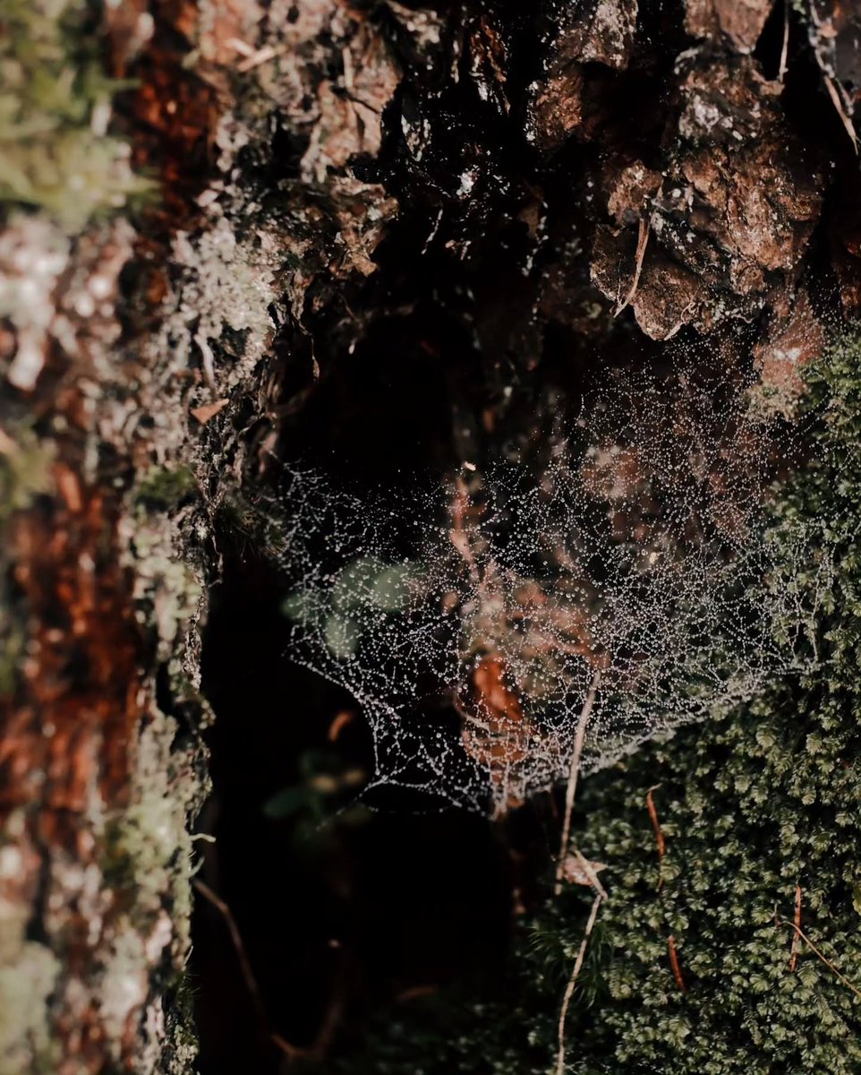 Ecem Parlıyan (@mercury_retroo) on Twitter photo 