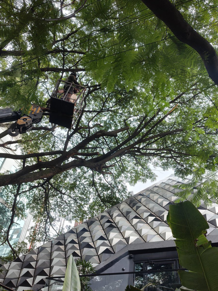 icindngr's tweet photo. Illegal nexus of BBMP Forest contractors - Neelakanta, Raju &amp; Ravi (one family) have contract for Shantinagar, CV Raman nagar &amp; Pulakeshinagar. This morning Raju, illegally tried to cut a tree on 100 ft road. We demand BBMP Range Officer files FIR against contractor &amp; pub owner. https://t.co/oHKvU74Xka