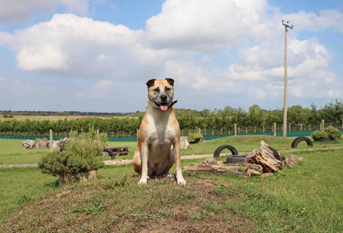 Can you believe that this scrumptious girl has NEVER been favourited since been at our centre?! 

Amber's a big goofy Crossbreed with a real zest for life! She loves to roly-poly in the grass and make a splash in any water she can find! 🐾🌳 

<a href="/DogsTrust/">Dogs Trust 💛🐶</a> 
#AdoptDontShop #Rehome