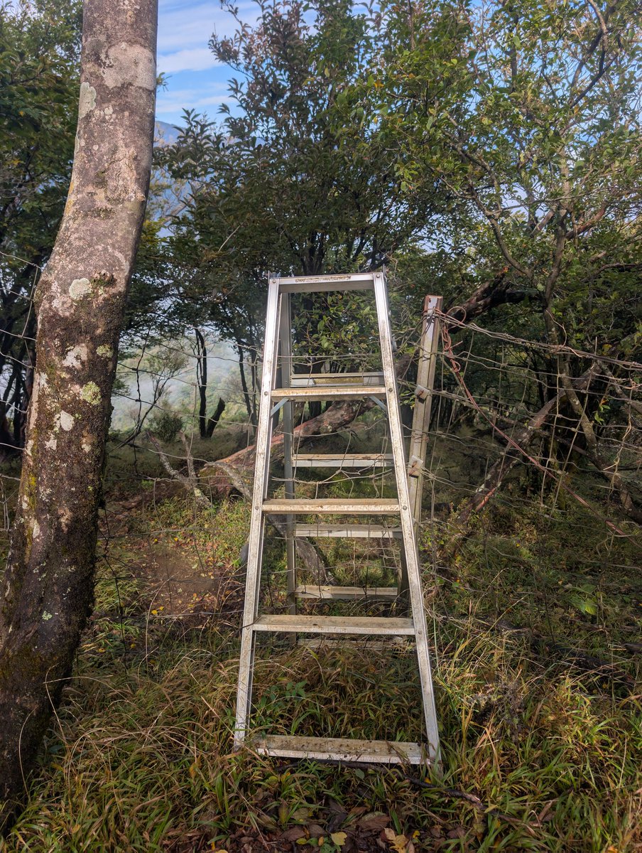 xuonix_com's tweet image. この脚立は登山道なのだろうか？
確証が持てず、撤退した日。
事前調査の重要性を痛感した。

#丹沢大山 #大山