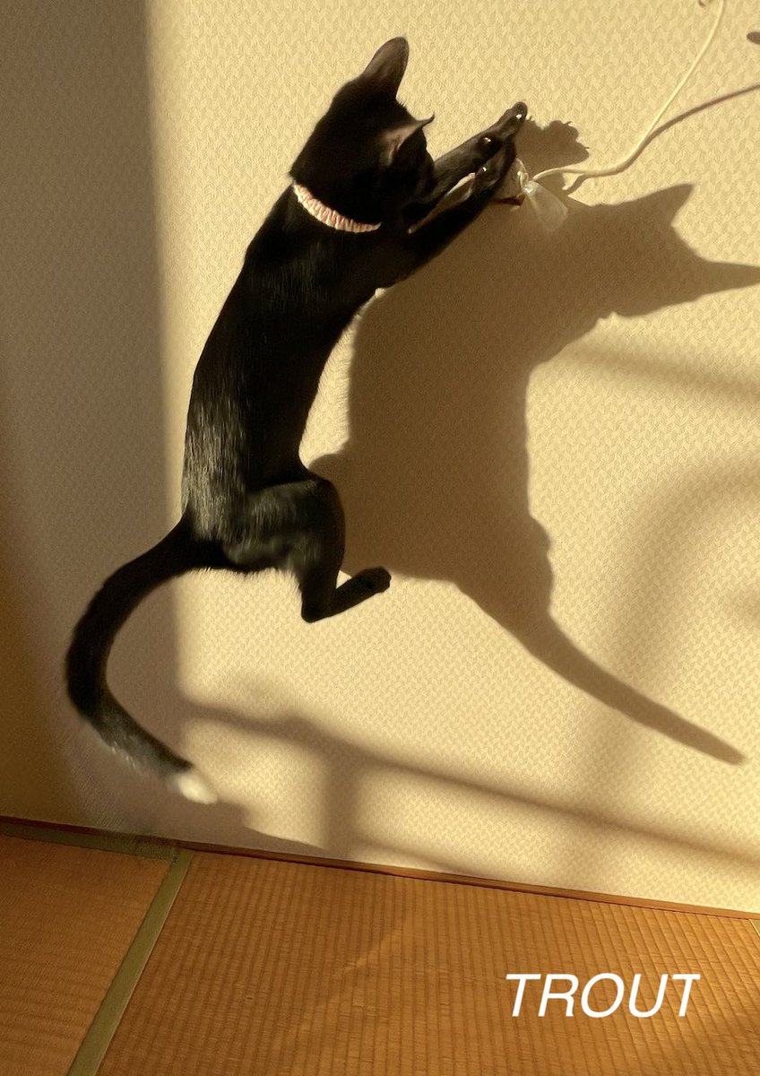 #またたび家 #保護猫 [とむ吉]♂ [すずり]♀️2025年11月19日
本日のニャン　今日はすずり劇場😺　飛びます 飛びます 飛びます！！😸
去年の今頃はとむ吉も同じように飛んでたな〜😼