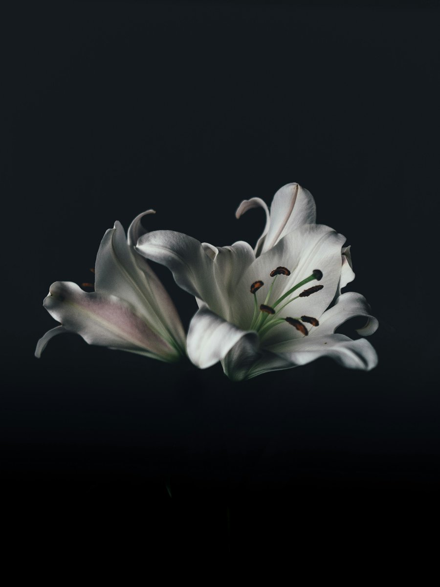 NeorjTokyo's tweet photo. 柔らかな花びらに、優しさを分けてもらっている気がする。 https://t.co/PKJJVN1dRY