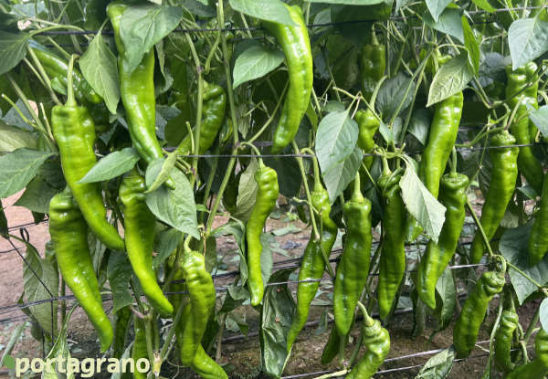 Portagrano's tweet image. 🆙Ramiro Arnedo presenta Morante, pimiento italiano con alta resistencia a oídio y alta producción 
portagrano.eu/2025/11/ramiro…

Morante es el primer #pimiento tipo italiano tradicional que la casa #RamiroArnedo introduce en el mercado con resistencia a oídio (Lt)

#Almeria #semillas