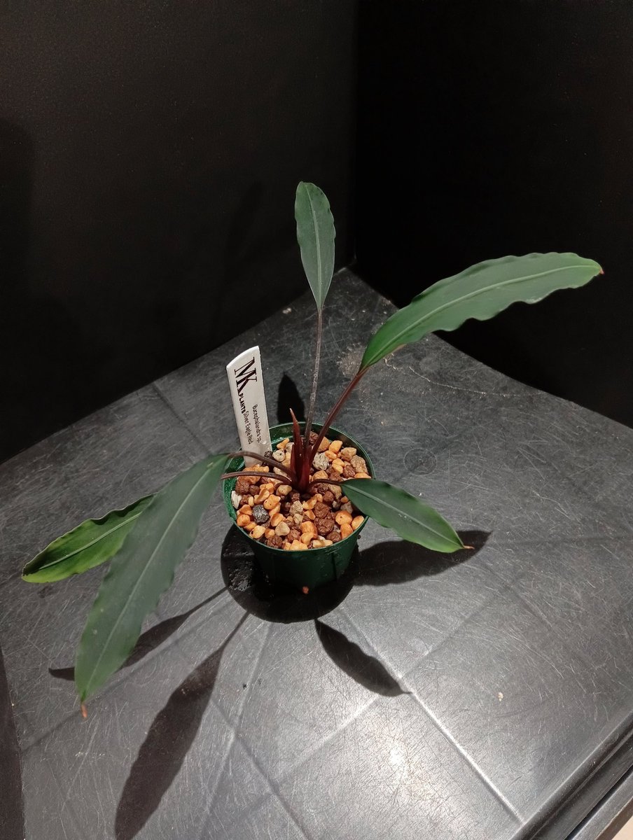 Bucephalandra sp. Silver eagle red シャキッとしてイイ感じになった