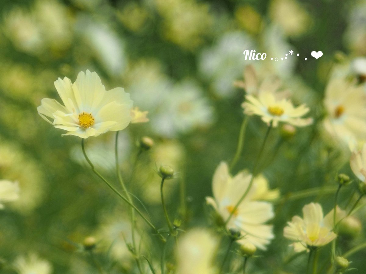 コスモスページです！ 20231016-OYTNI50022-1.jpg?type=ogp