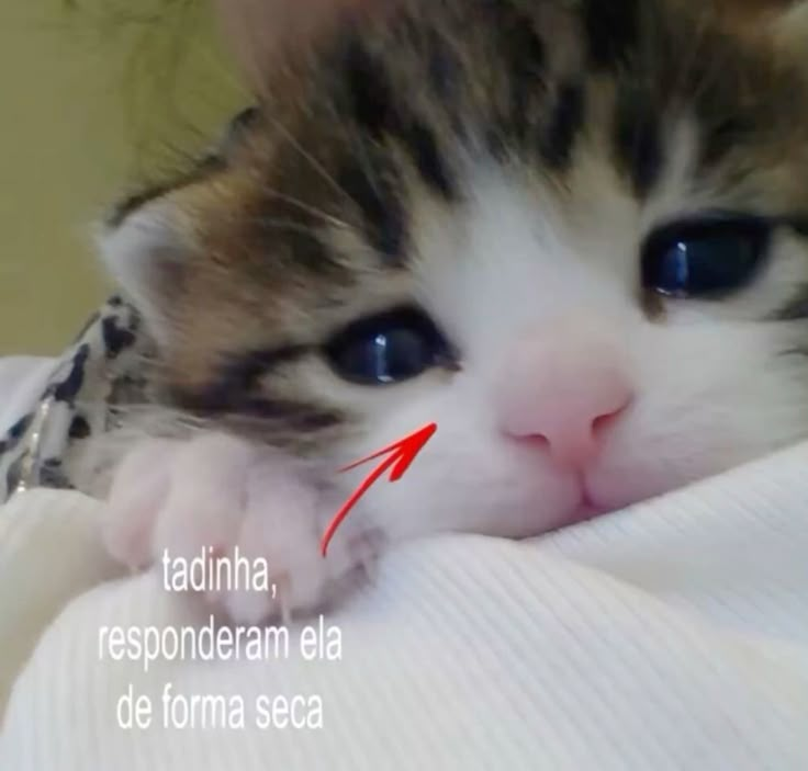 odeiootaco's tweet photo. https://t.co/LqgGe4MwOQ