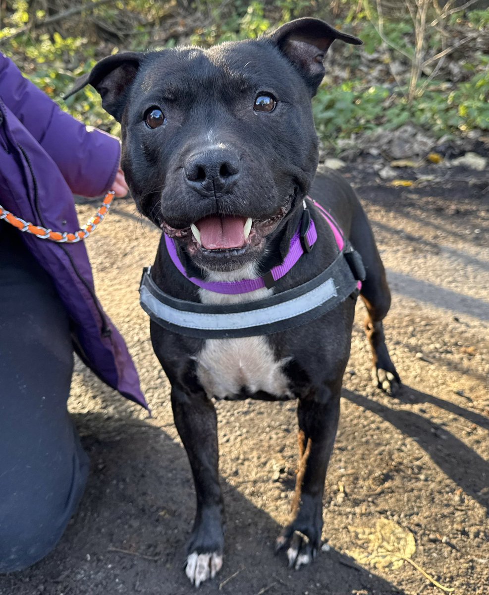 Dogs4Rescue's tweet image. Oh Nala you beautiful girl 😍 You all know how much we love the staffies and the bullies so it’s our privilege to help this little beauty. 

Surrenders due to ill health are sad but an inevitable part of life. We hope your mum knows we will take the best possible care of you 💜