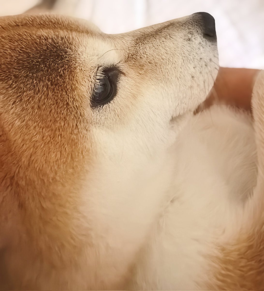 luhngemo tweet media