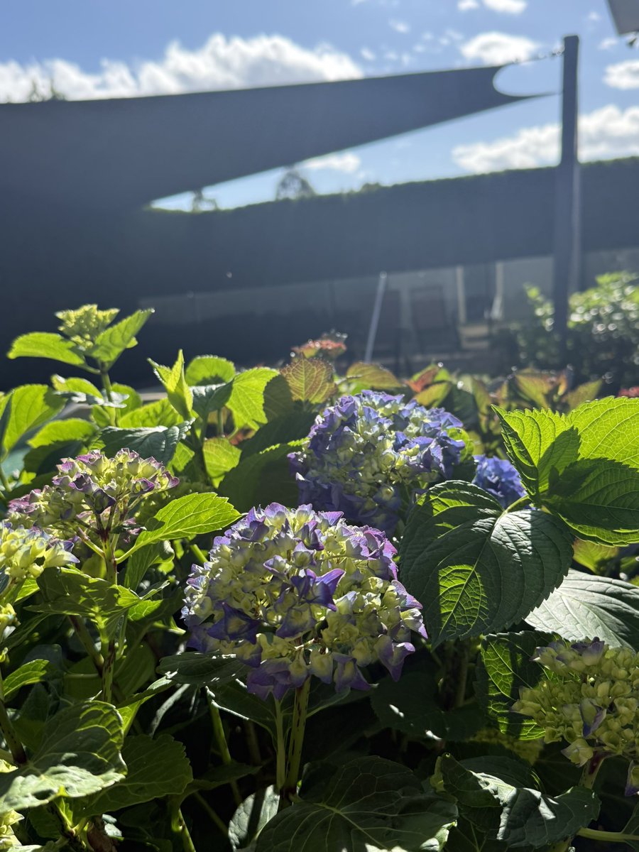 BlueModelY's tweet image. گل‌های هفت‌رنگم (یا همون هایدرنجی) دارن در میان. خدا بهتون رحم کنه که قراره سوراخ کنم تایملاین رو با عکس‌هاشون و پز بدم. البته پز که نیست. سبک زندگیه 😄