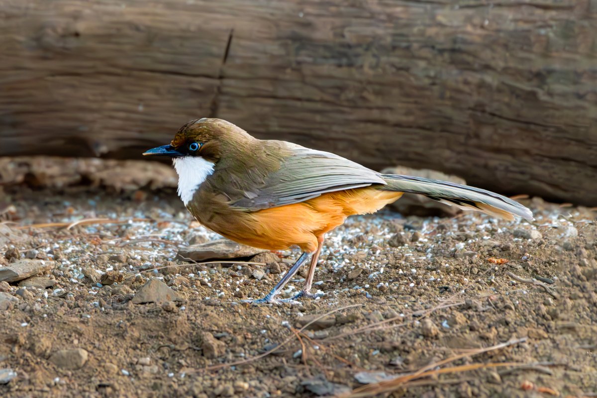 rahul_rajguru's tweet image. White-throated Laughingthrush