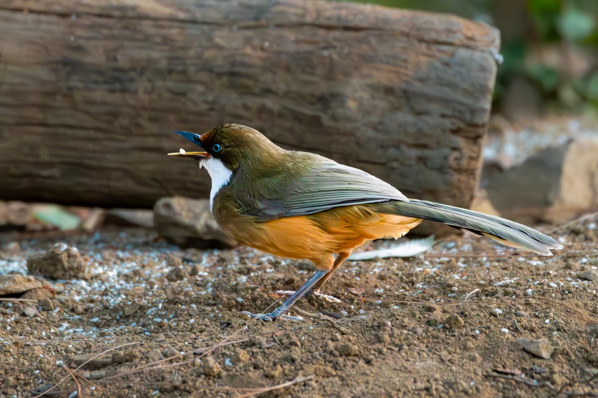 rahul_rajguru's tweet image. White-throated Laughingthrush