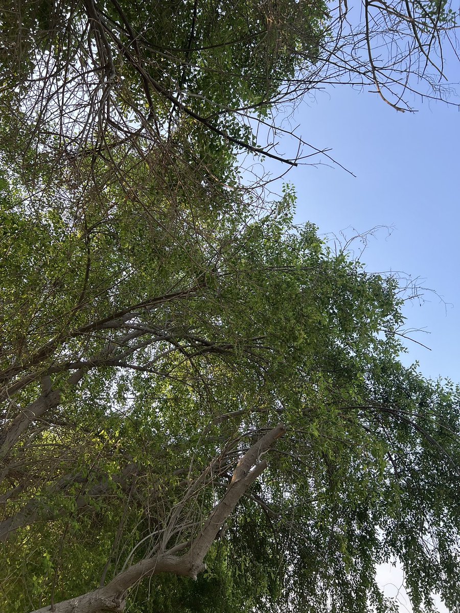 Hashim Tarek (@hashim_tarek) on Twitter photo 