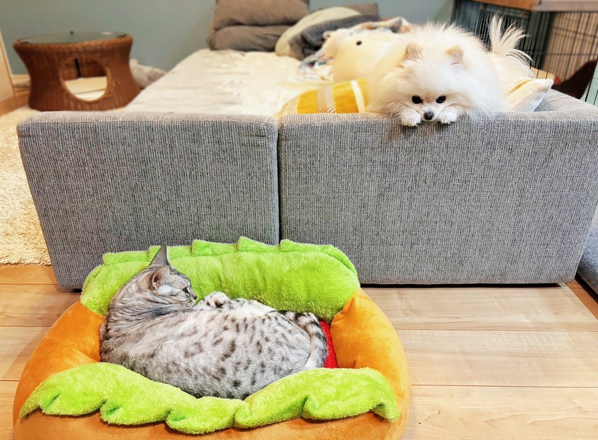 おこめ屋 (@chimaki0328) / Posts / X