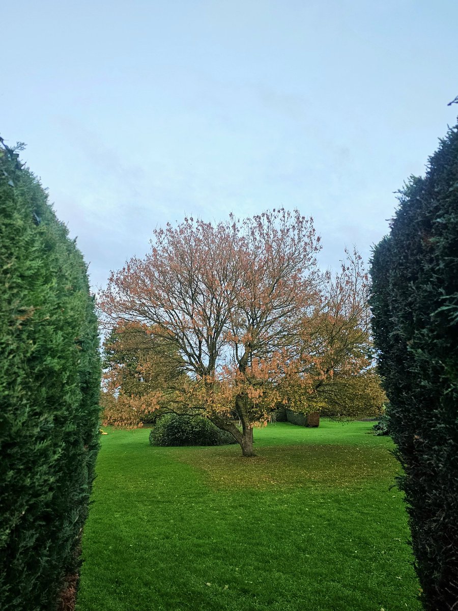 annaJones980's tweet image. Morning 🍂🍁

#TreeClub 🌳