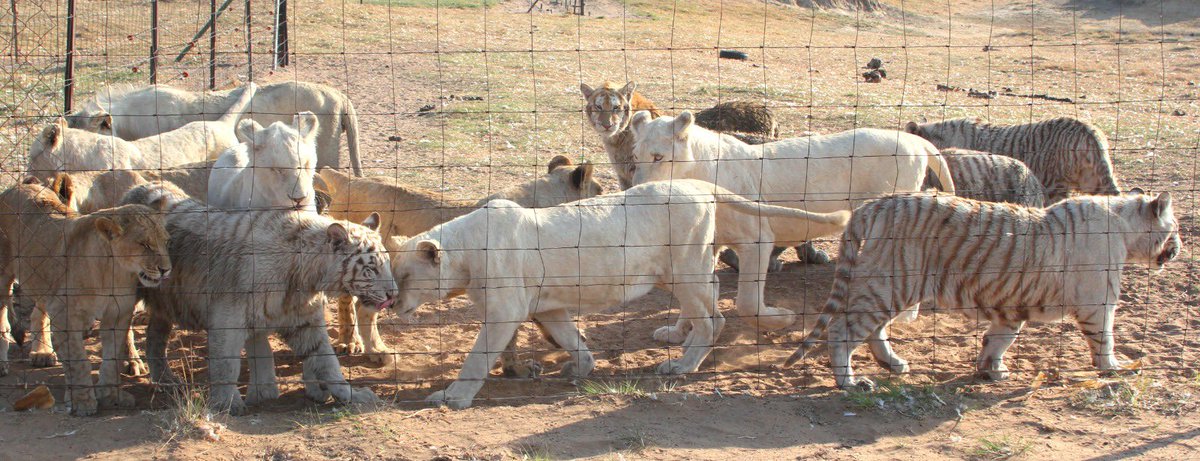 EMS FOUNDATION: PUBLIC STATEMENT
 
Axing of Minister Dion George: the Democratic Alliance Shows Its True Colours
 
“Environmental protection and the rule of law must walk hand in hand, justice for the people and justice for the planet. Our country is rich in biodiversity, but