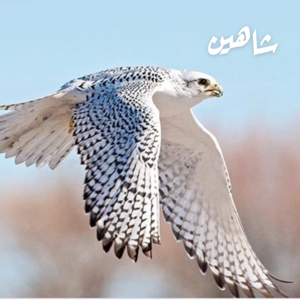 يارب اسعده سعاده ليس بعدها شقاء يارب ارزقه بكل ما يتمنى يارب بارك له فيه وقته وعمل وأيامه يارب اجعله اسعد خلقك وحقق له كل ما يتمنى اللهم سخر له السماء ومن فيها والأرض من عليها يارب ي كريم🤲🏻🤲🏻🌺<a href="/Gami2030/">شاهين</a>