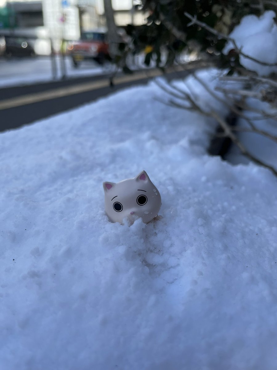 銀行の涼しさ 【絶望ねこ】カプセルトイ発売中 | デザフェス25秋出展N