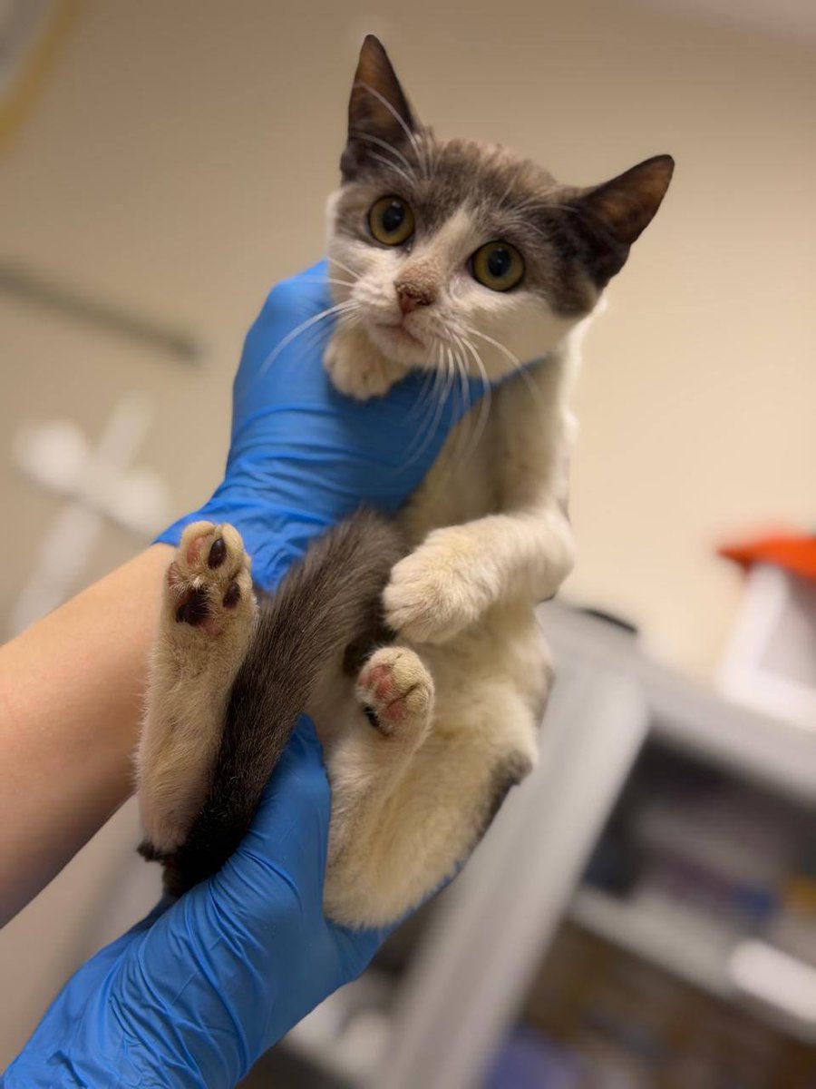 Грейси ищет дом Москва/МО

Малышке уже 4 месяца, почти 2 месяца она сидит в стационаре тк мы не можем найти передержку для неё и для её сестрички, либо варианты в области, что не подходит, либо заоблачный ценник.

Малышка здорова, активная, умная, к лотку приучена, к рукам.