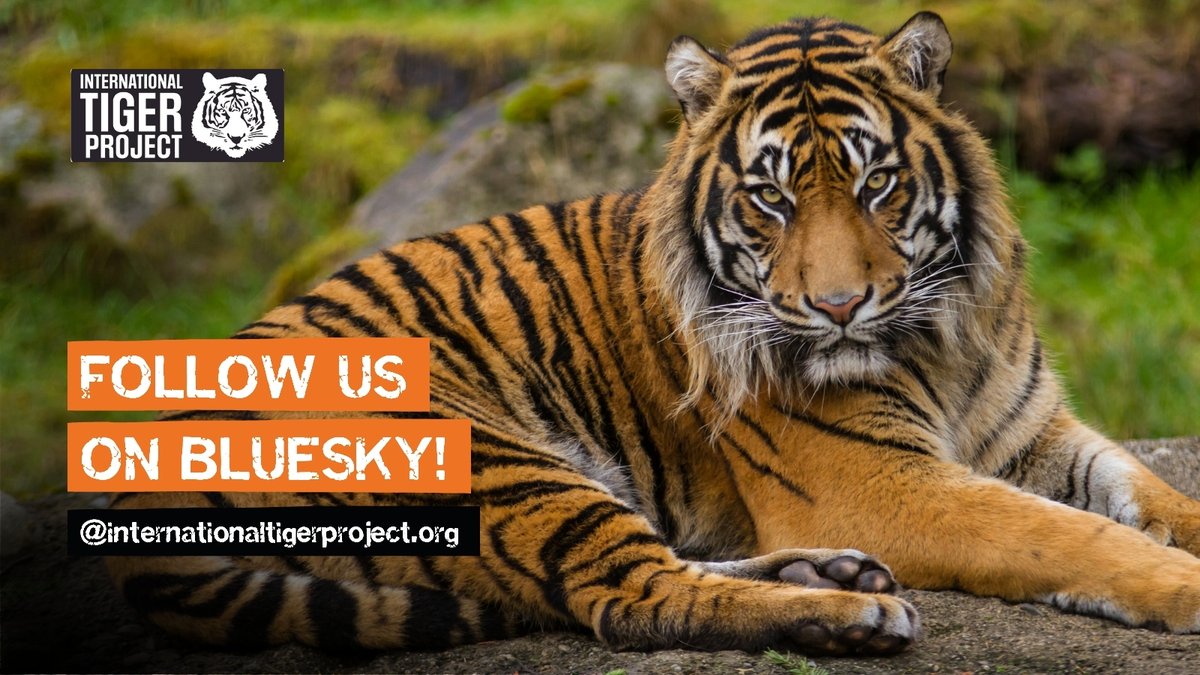 IntTigerProject's tweet image. Have you followed us on Bluesky yet? Just as tigers roam through their forest homes, we too are roaming into new places. And we'd love for you to join us! 

You can find us here: bsky.app/profile/intern… 🐅