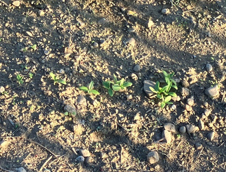 ＼＃新栃木駅長のつぶやき／　
  ♪繋ごう東武フラワーライン♪10月27日（月）アグロステンマの種を、いちご王国ライン壬生駅構内で壬生小学校3年生69名の児童が播種を行いました！そして発芽しました☆花言葉は「育ちの良さ」「自然を好む」です。自然の中で植物と調和して成長していこう♪