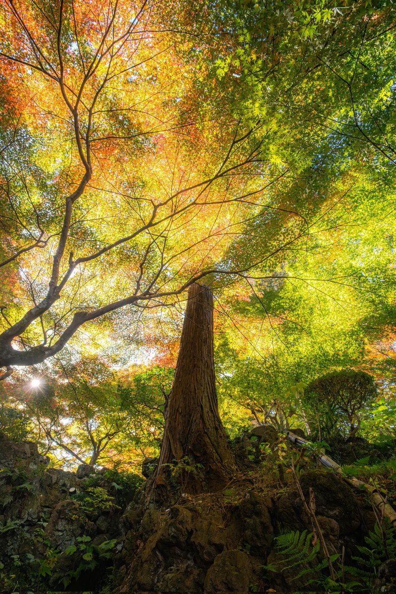 Sakura (@sakuraing64) / Posts / X