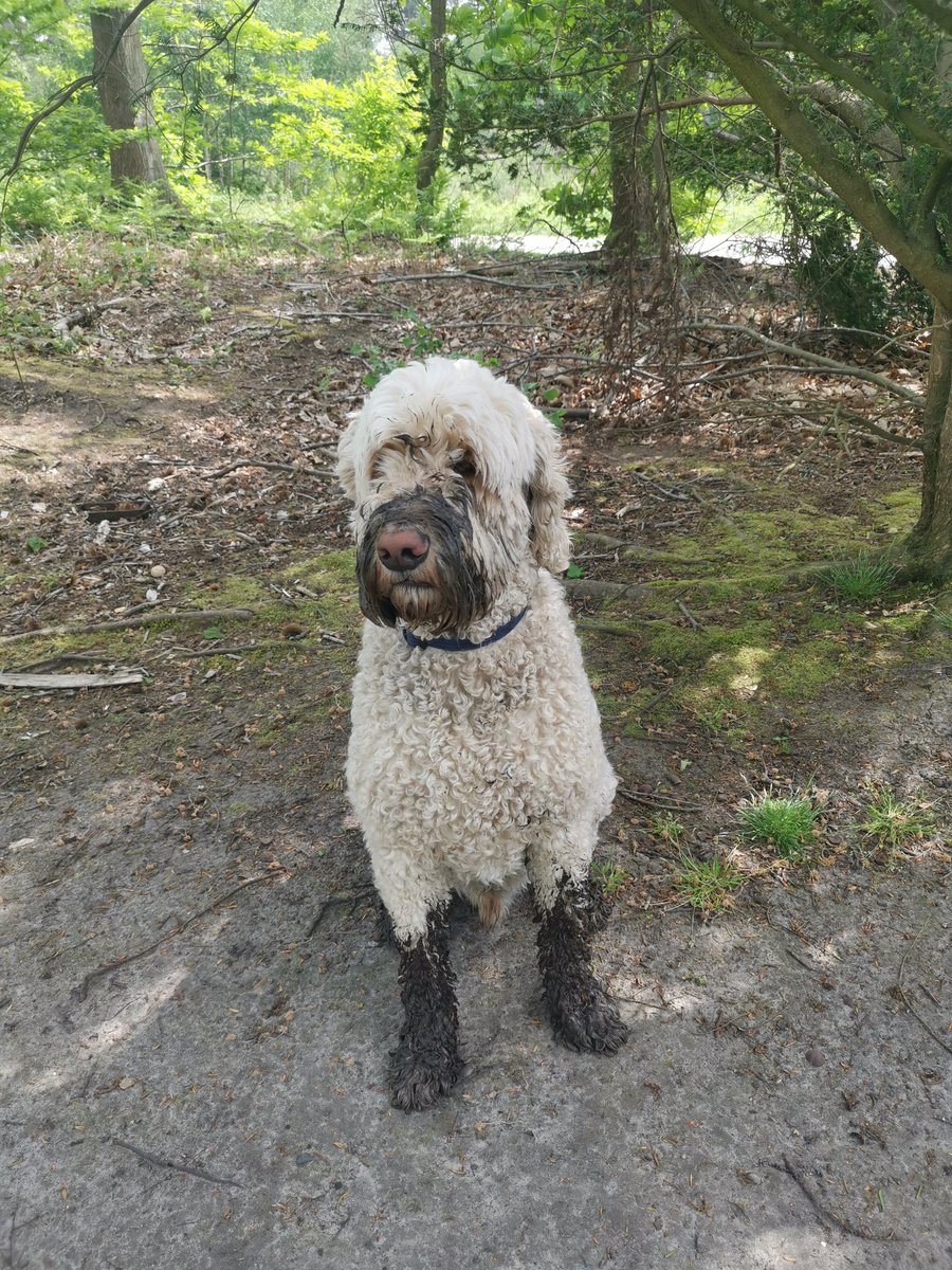 All of our local ponds dried up over the summer, a distressing sign of fierce heat and low rainfall.
The Church Dog (second in command) is pleased to report that mud is making a reappearance on our commons &amp; in our woods
