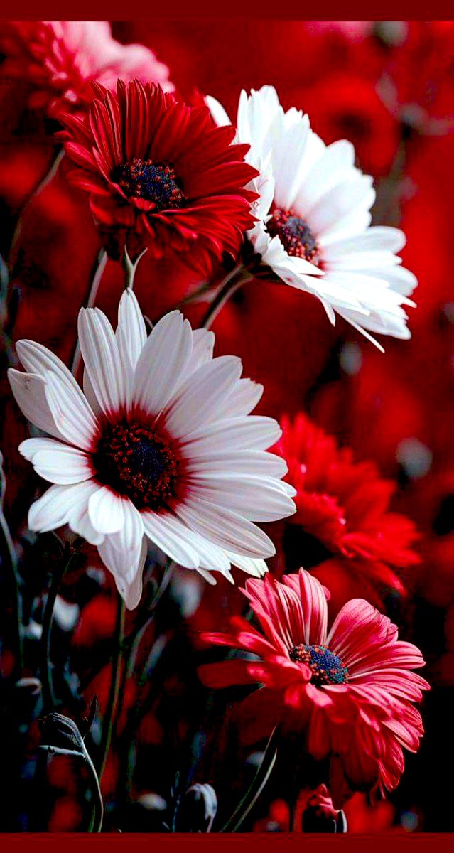 ‌احذر من ثلاث::

الوعد عند السعادة،،،
والرد عند الغضب،،،،
والقرار عند الحزن...!!!🥀