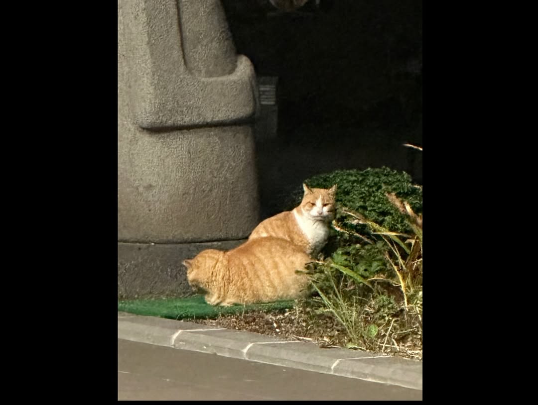 #WekiMeki #위키미키 #JISUYEON #지수연