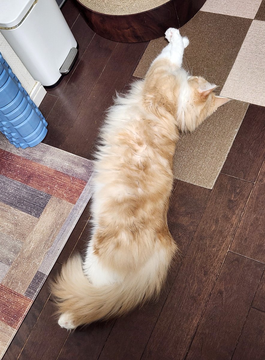 帰宅した瞬間のクー🐱
「とりあえず転がっとけばイイコトある✨」って思ってるらしい
これを我が家では、ビジネスゴロン と呼んでます🤣
#メインクーン #ねこ #猫のいる暮らし #猫好きさんと繋がりたい