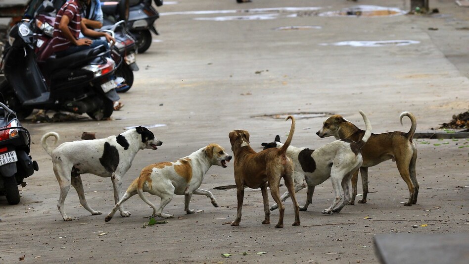 aryavarthnews.com/tn-recorded-5-…

TN Recorded 5.25 Lakh Dog Bite Cases, 28 Rabies Deaths This Year: P. Chidambaram

<a href="/PChidambaram_IN/">P. Chidambaram</a> <a href="/KartiPC/">Karti P Chidambaram</a> #dogbitecases