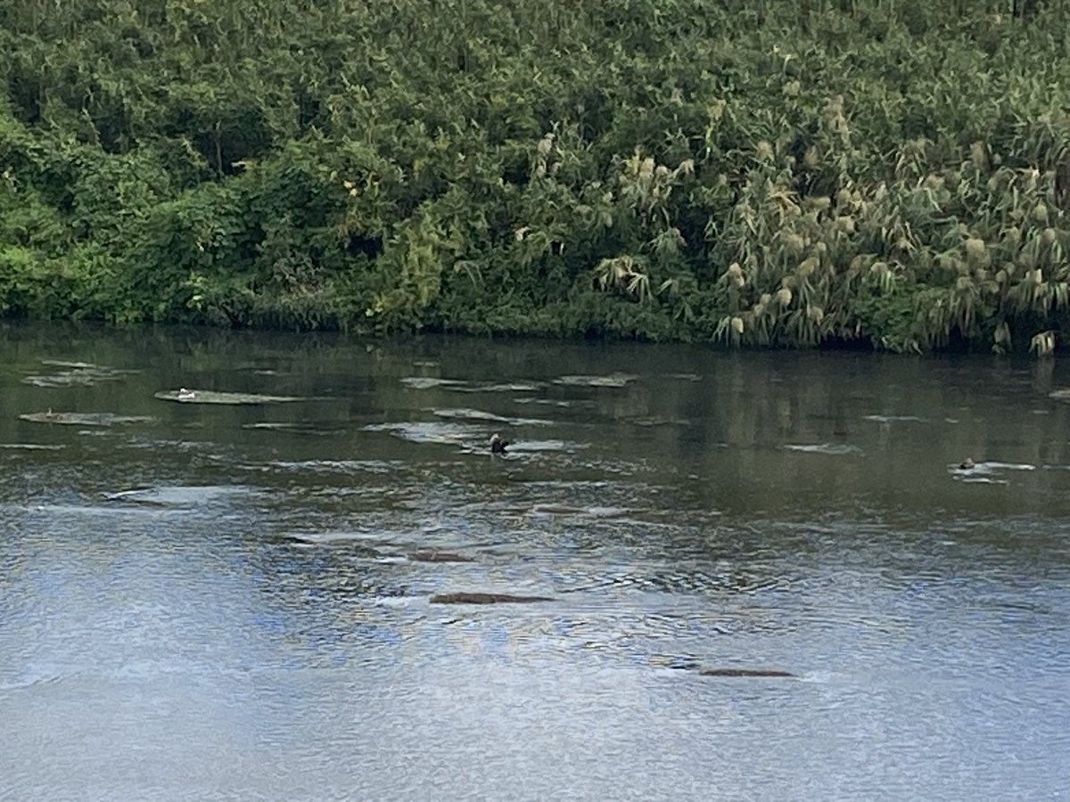 本日は久々のラン！
自宅から平塚総合公園１周３０分ｊｏｇ。仕事や家庭の事で、なかなか走れない日々が続いているけれども、
また再会です！