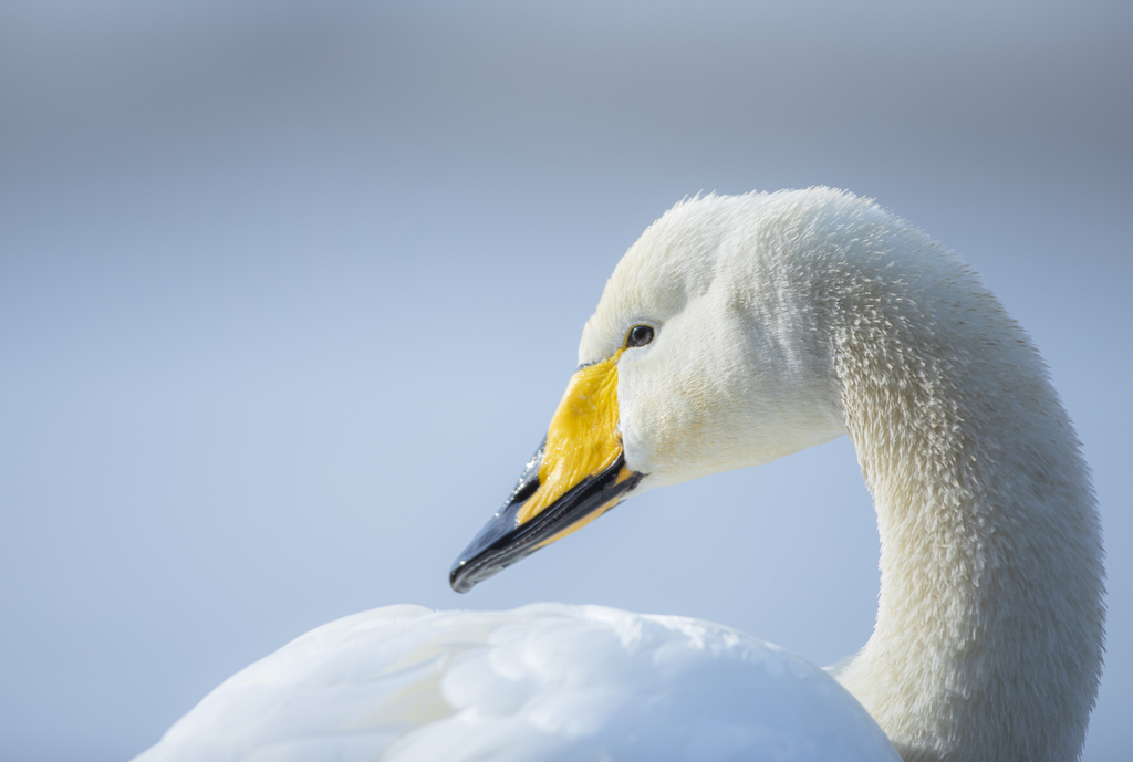 RSPBScience's tweet image. Sadly, we have seen a big increase in avian flu cases in the UK- particularly in waterfowl

Whilst the risk to the public remains assessed as very low, Government advice is not to touch any visibly sick or dead birds, and to keep pets away

Read on for ways to help:

📷Ben Andrew