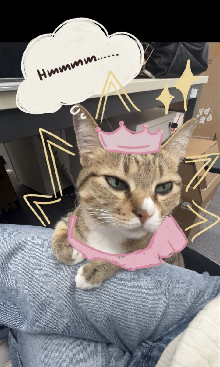 PETPA_'s tweet photo. Who forgot about National Princess Day? ๐
Make it up with extra princess treatment โ extra naps, chin scratches, and all the royal snacks today ๐๐ธ
#PrincessDay #CatLife #Petpa https://t.co/mUA9Fxt32K