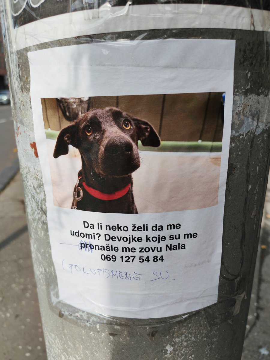 KukurikuKokoda's tweet image. Zanemarimo bespotreban hejt i nađimo Nali vlasnika