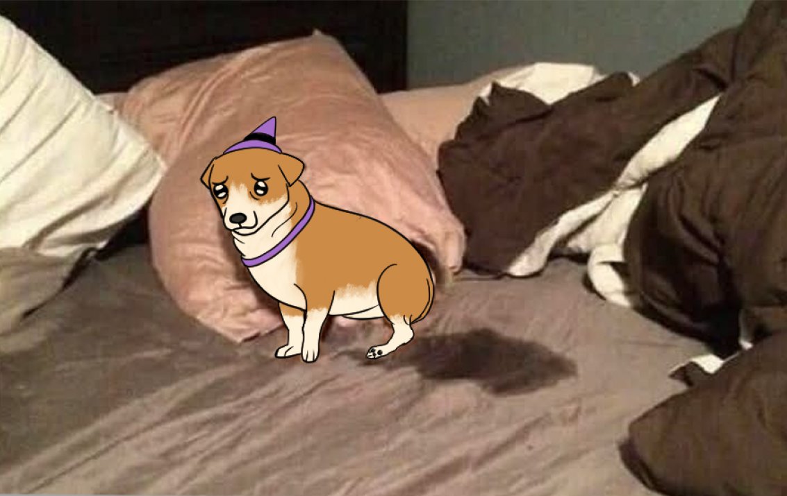 WizardCorgi's tweet image. He is sad, why is he sad