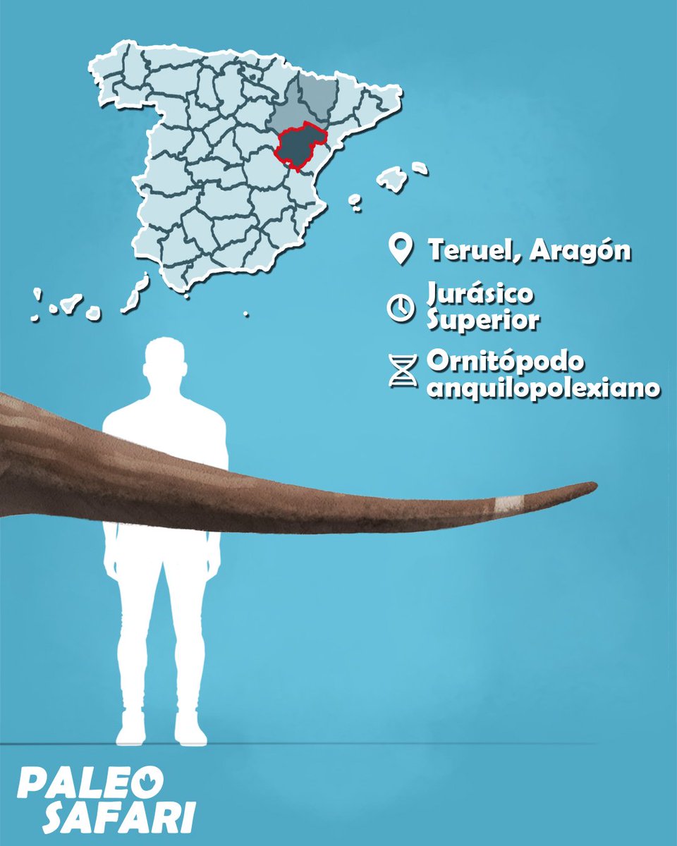 #Dinovember 19: Oblitosaurus bunnueli

Rondando entre los 6 y 7 metros de largo, Oblitosaurus es el ornitópodo más grande del Jurásico Superior de Europa.

Puedes ver una réplica a tamaño real en <a href="/DinopolisTeruel/">Dinópolis Teruel</a>

#aragon #paleontologia #ciencia #ilustracion