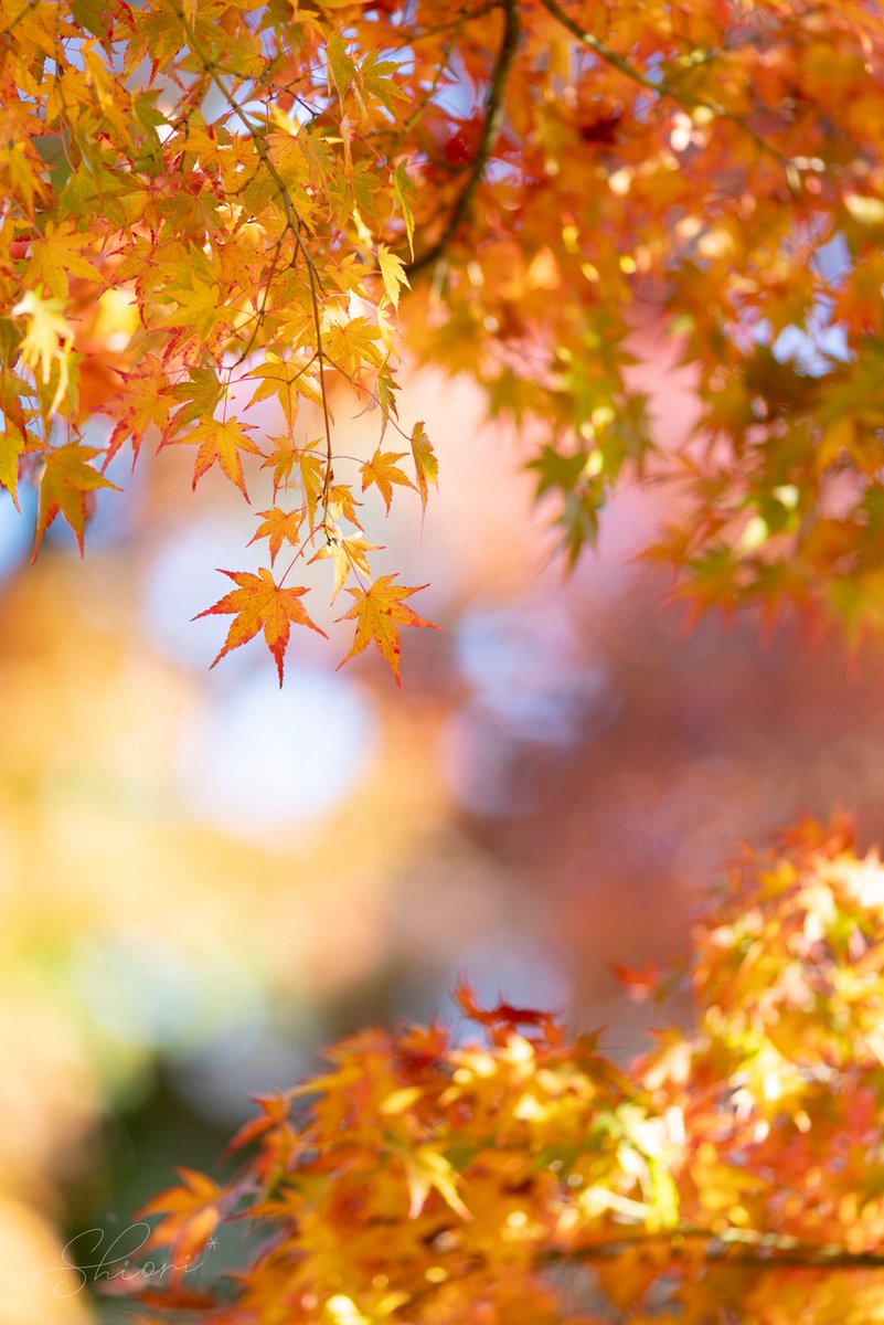 Sakura (@sakuraing64) / Posts / X