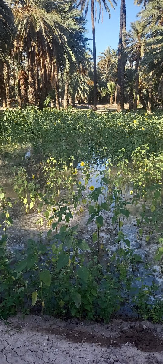 Cultivo de #girasoles en huertos de palmeras #Elche