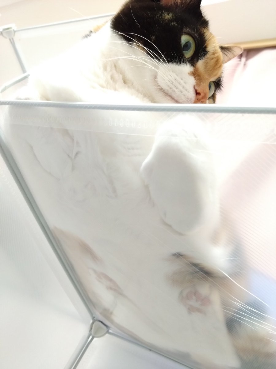 もう冬毛ですね、人間大歓喜🤤