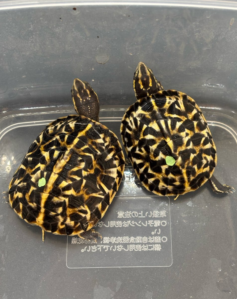 『ぶりくら市出品生体』
フロリダハコガメ　25CB

うちでたまに生まれる個性的な甲板の個体達。不思議と綺麗になる子が多いです。
今回もかなり綺麗になりそうなので甲板配列を気にしない方にはオススメ😊

#burikura