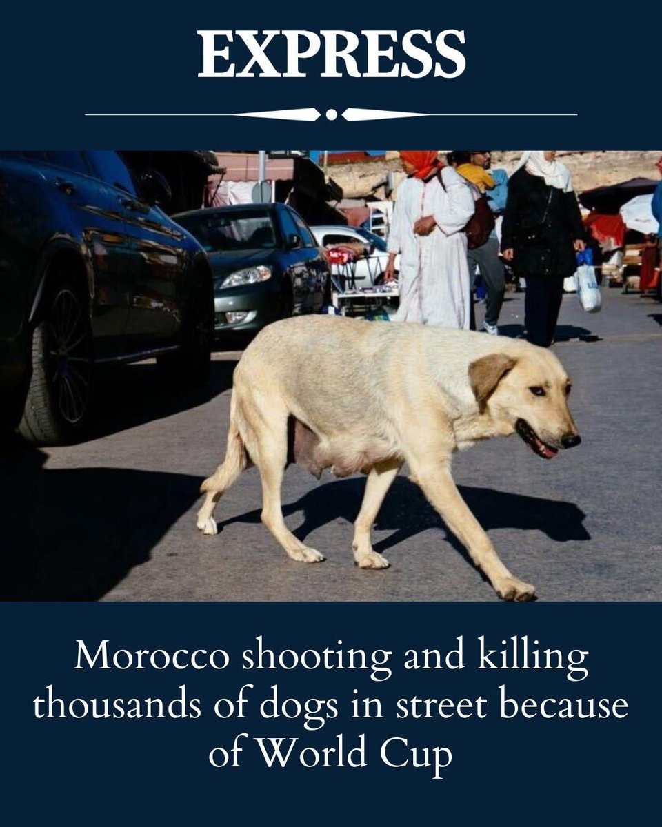 TheViditsharma's tweet image. No football match is worth the life of one dog