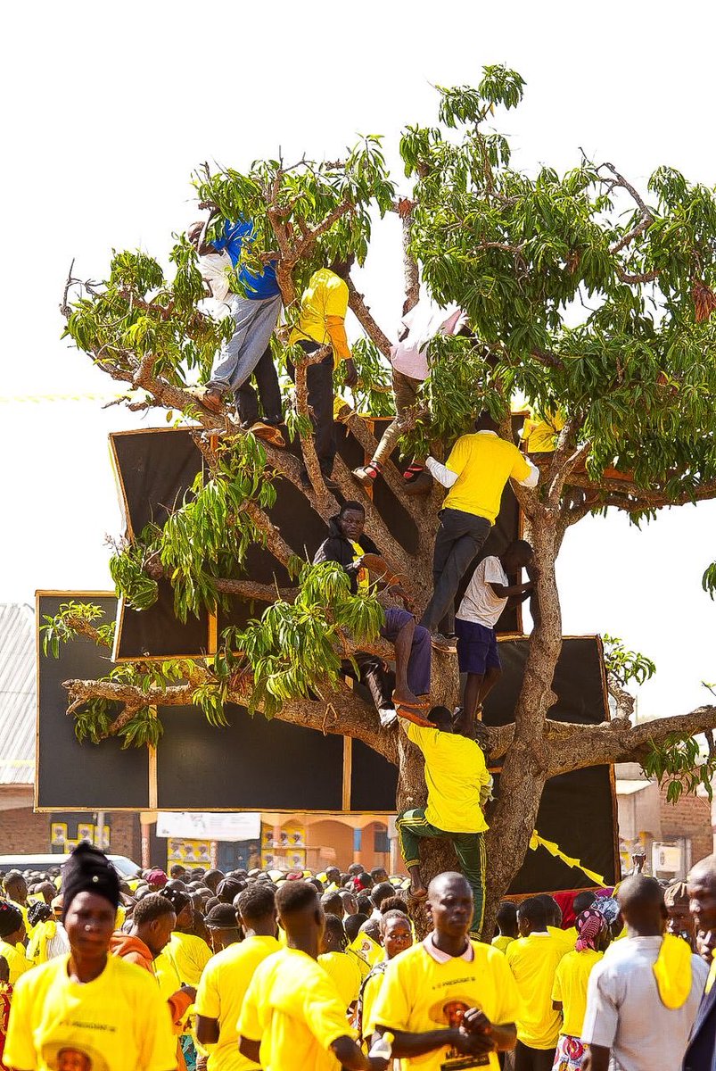 NathanNuwagira2's tweet image. NRM is paying young people to climb trees to hear the President&apos;s Manifesto speech!