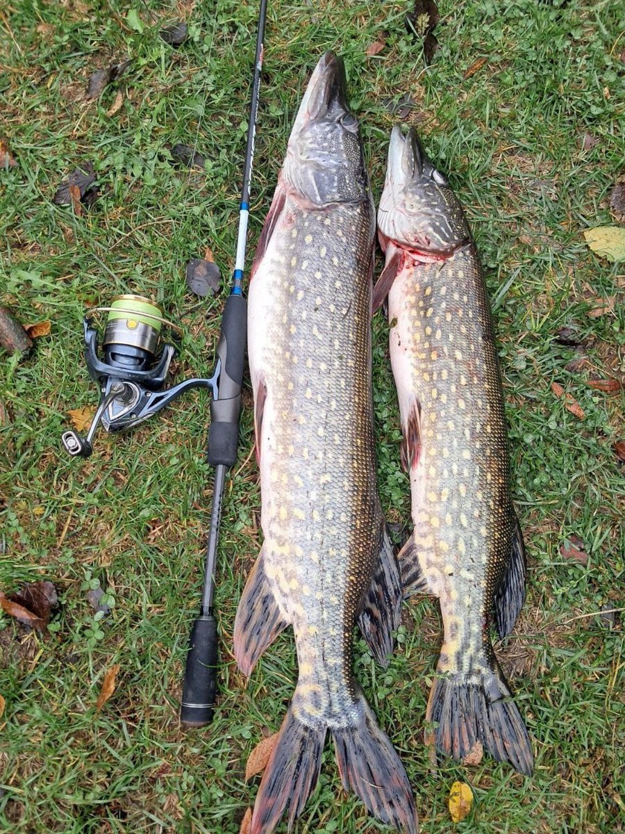 pecheurslibres's tweet image. Jolie journée 💪

#jesuispecheur #fishingfamily #fish #fishing #fishingaddict #peche #pecheur