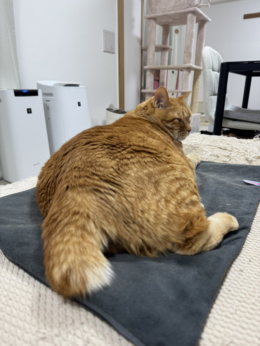 とらまる image.jpg