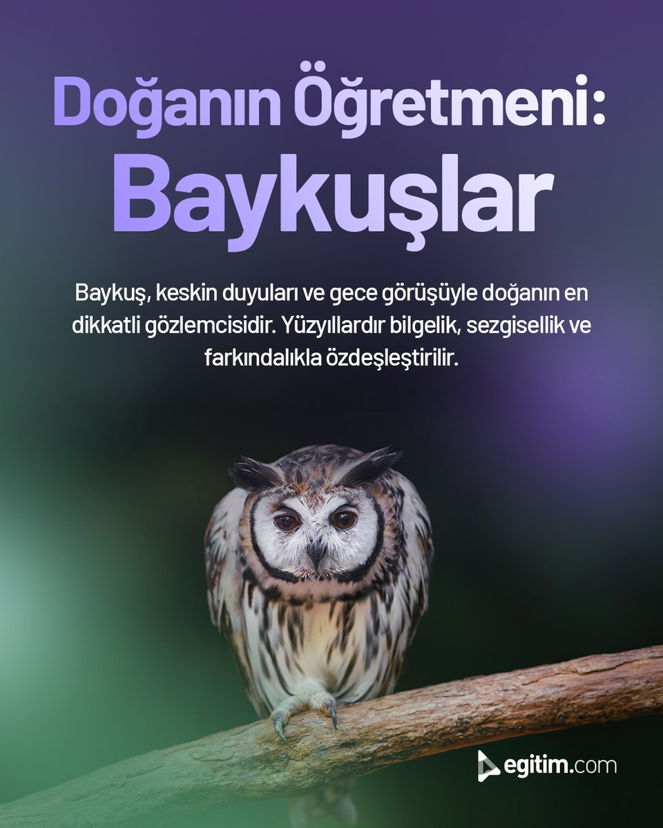 egitim_com's tweet image. Doğanın öğretmenleri baykuşlar, keskin duyuları ve sessiz uçuşları sayesinde avlanmada stratejik avantaj elde eder.

Onlardan öğrenebileceğimiz en önemli ders; sabır, dikkat ve doğru zamanı beklemektir. 🦉✨

#Egitimcom #EğitimeDeğer #DoğanınÖğretmeni #Baykuşlar #DoğaSevgisi