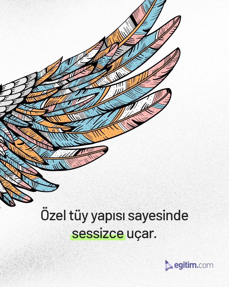 egitim_com's tweet image. Doğanın öğretmenleri baykuşlar, keskin duyuları ve sessiz uçuşları sayesinde avlanmada stratejik avantaj elde eder.

Onlardan öğrenebileceğimiz en önemli ders; sabır, dikkat ve doğru zamanı beklemektir. 🦉✨

#Egitimcom #EğitimeDeğer #DoğanınÖğretmeni #Baykuşlar #DoğaSevgisi