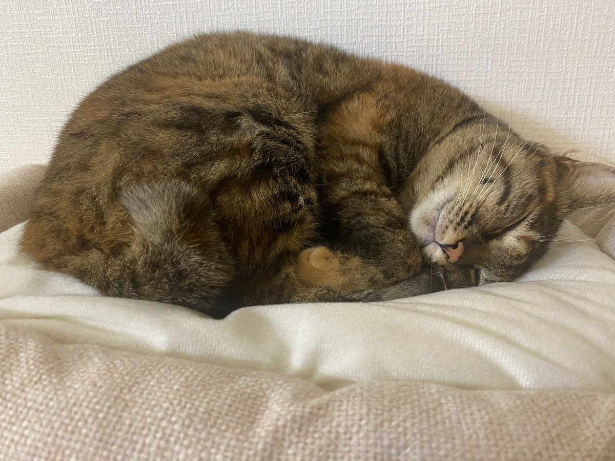 minene_go's tweet image. 寒いから暖房つけたら、満足そうに寝てた。とても良いね