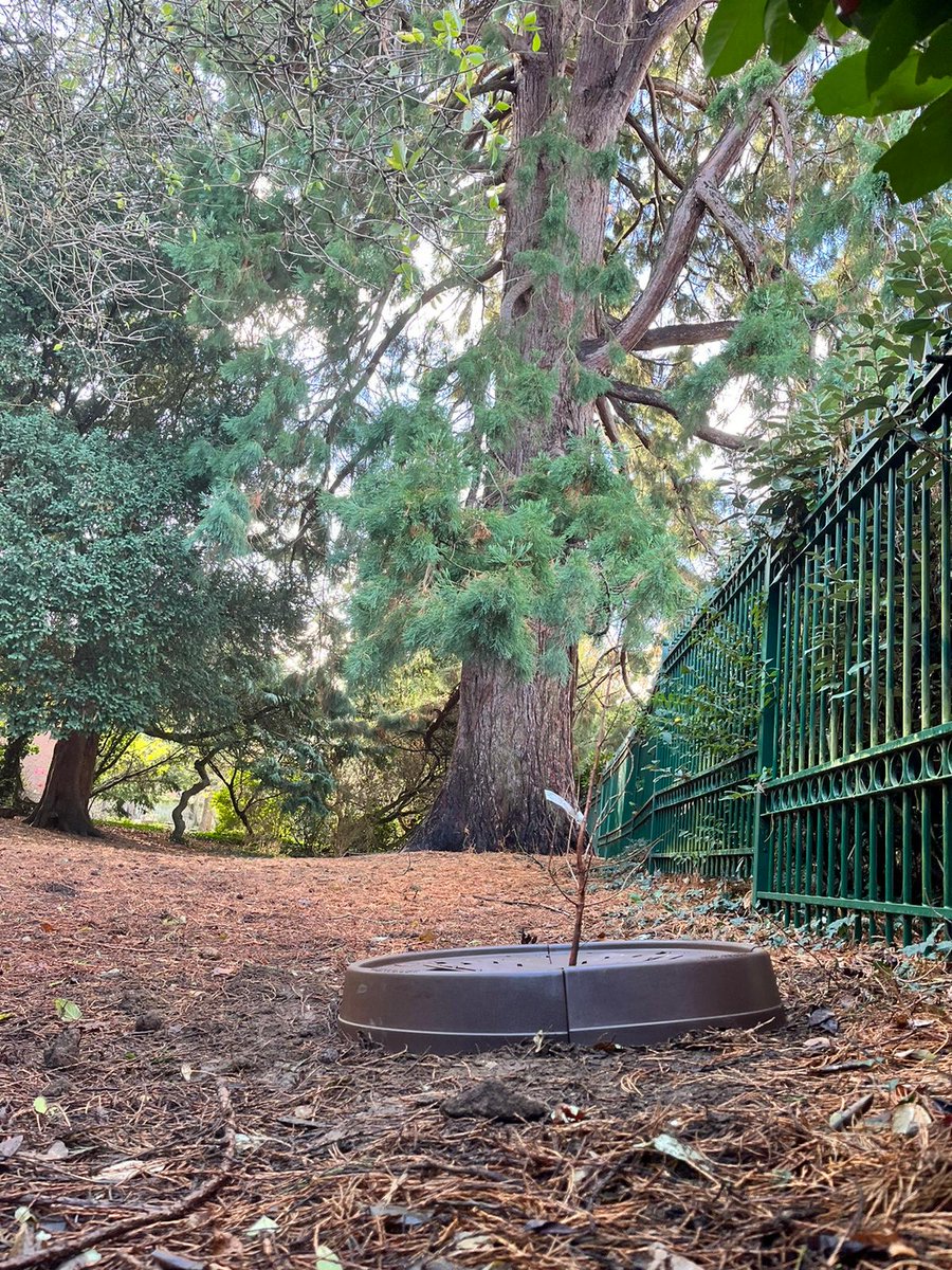 RAIN_Northants's tweet photo. More School Planting! Today we were at Collingtree Primary School with Woodland Dwelling - great to have the children planting with us, including a young Dawn Redwood, growing in the shadow of a much more mature Redwood! Great job!
#NFM #FCRIP #FCERMstrategy https://t.co/c6uPh8vB9k