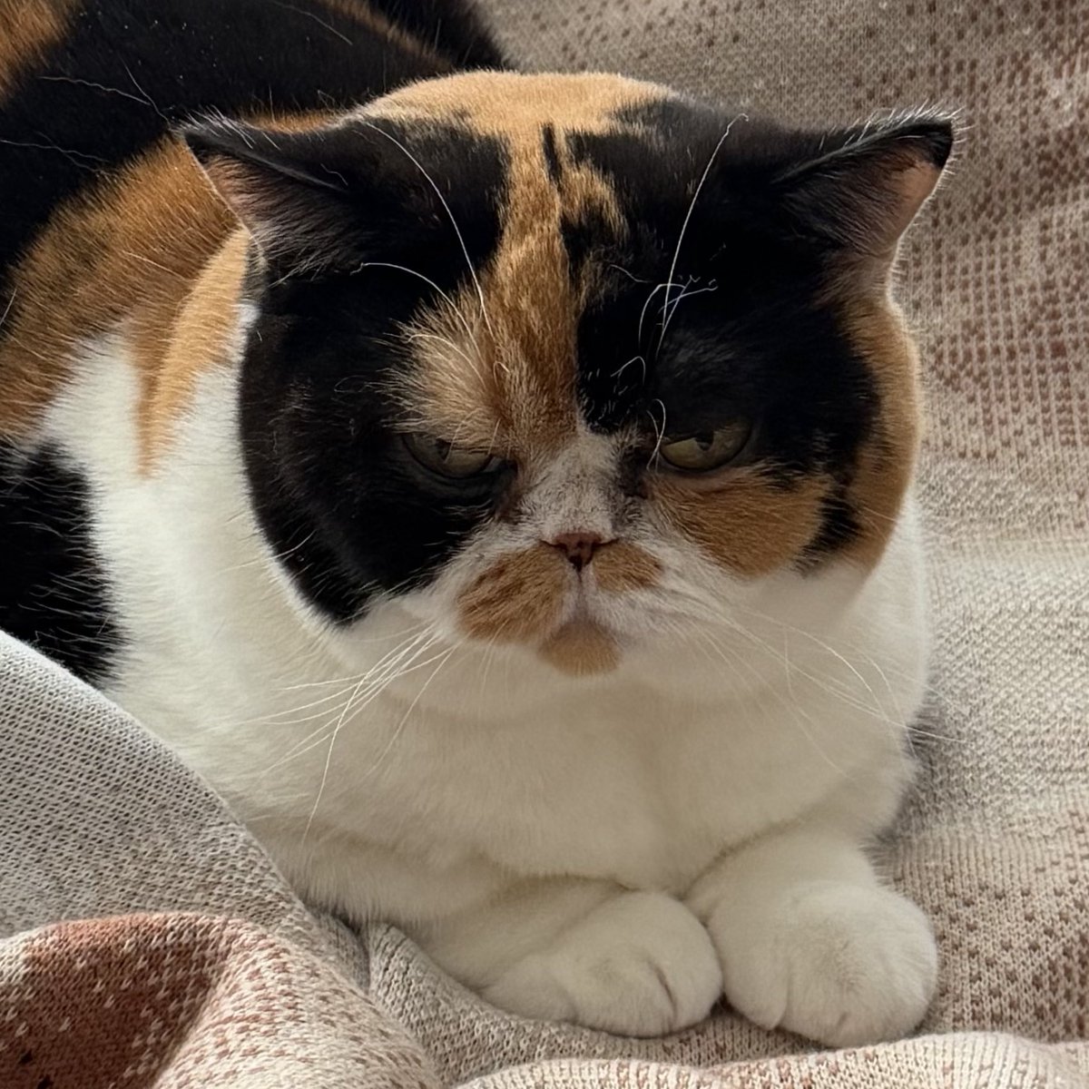 けあねこ(=^・^=)