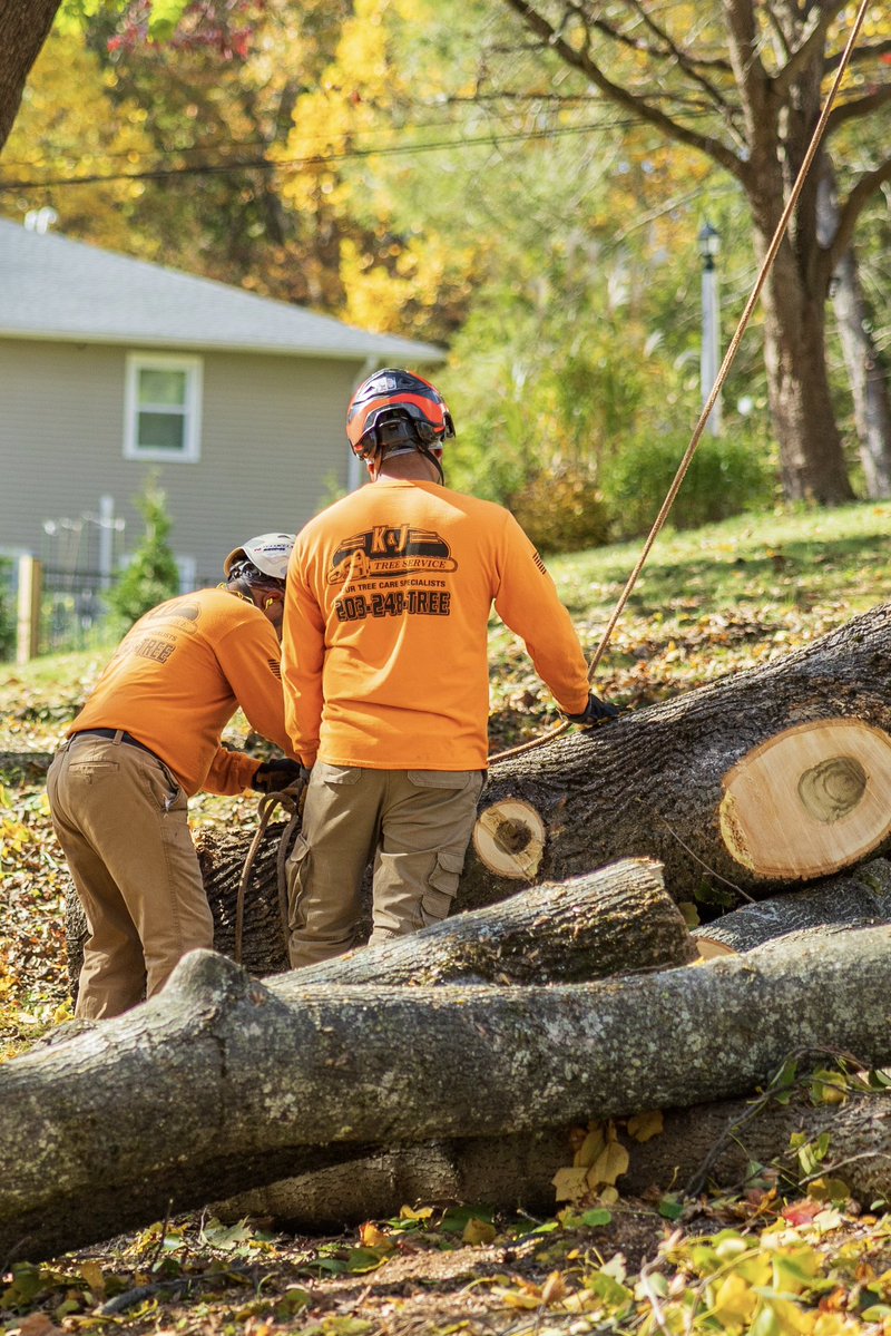 KJTreeService's tweet image. Another beautiful fall day! 🍂🍂
-
-
-
#TreeService #TreeRemoval #TreeCare #TreeExperts #TreeTrimming #TreeWork #StumpGrinding #TreeHealth #ArboristLife #TreeMaintenance #EmergencyTreeService